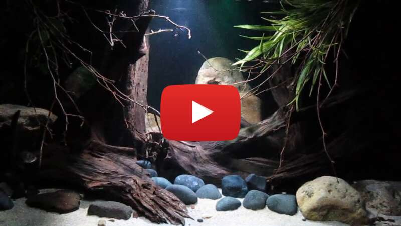 Video 18H1q-OD87Y abspielen