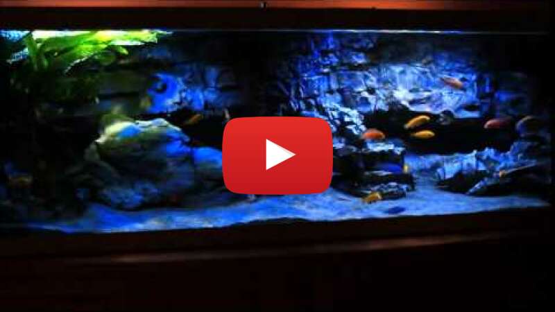 Video 1FmxkvUsFhw abspielen