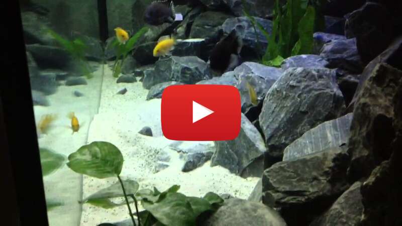 Video 1LpVQQxWYDM abspielen