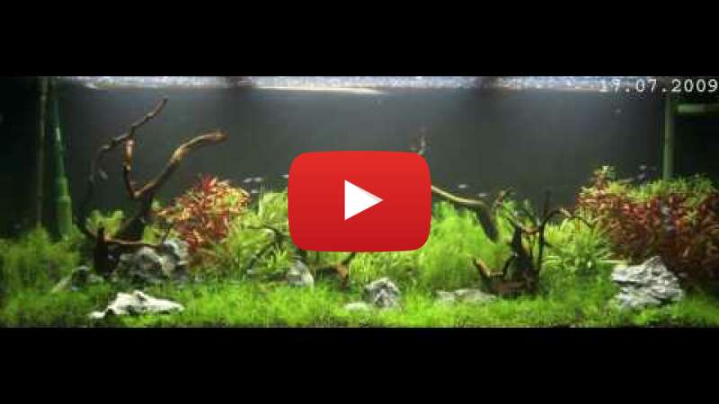 Video 1X57V-Xhqx0 abspielen