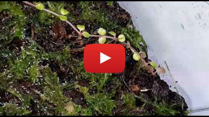 Video 1iKhoKPu17w abspielen