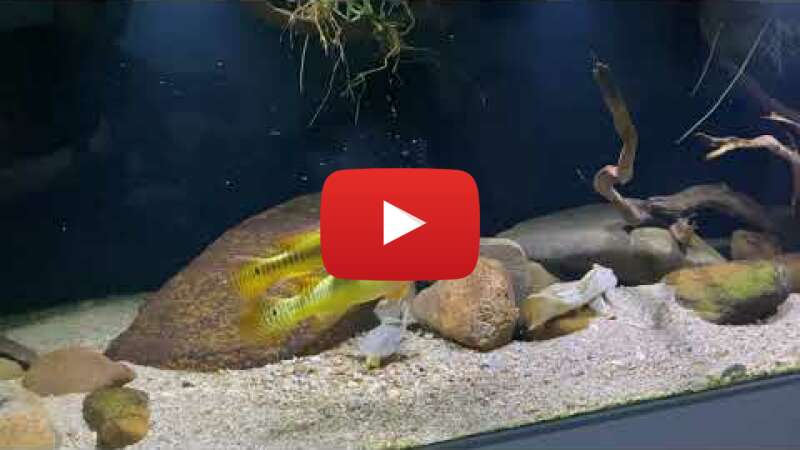 Video 1iQKNQsS3d8 abspielen