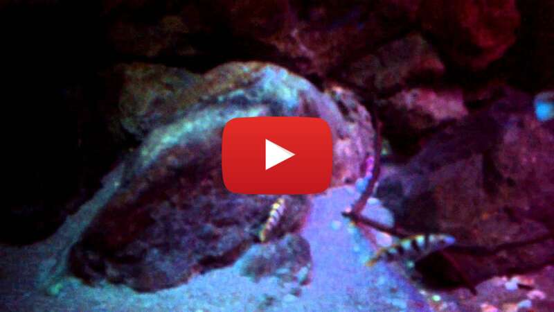 Video 1ltoPBj8XuM abspielen