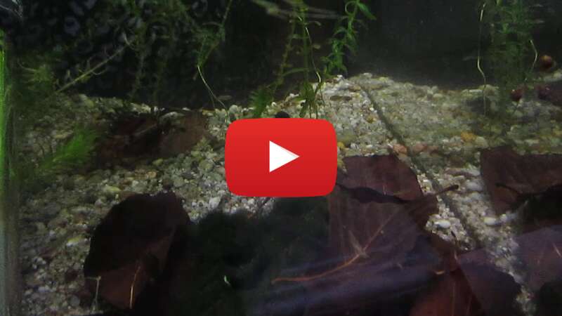 Video 1qSOsOZGBCM abspielen