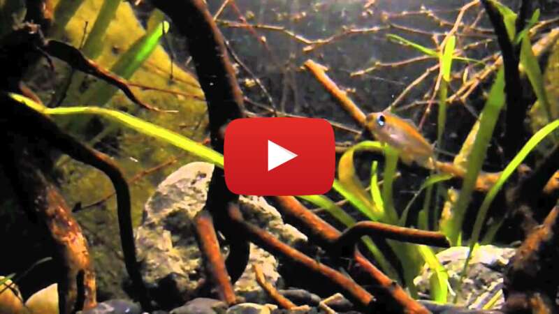 Video 1wTKofwf-C0 abspielen