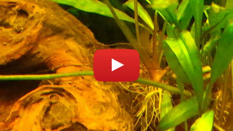 Video 2-1DuLKvi3s abspielen