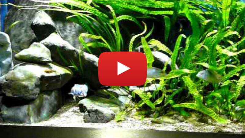 Video 22XYTntS9JA abspielen