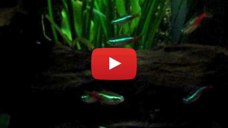 Video 248ocpoBzBk abspielen