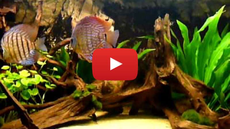 Video 24jlhgAjyHU abspielen