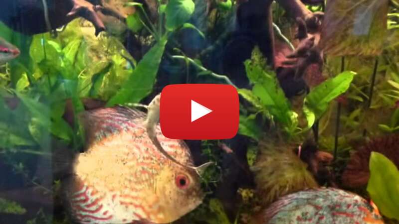 Video 25loCVNKxGI abspielen