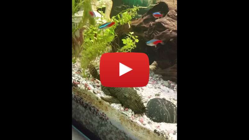 Video 26IN2m2Xah0 abspielen