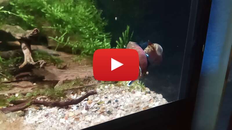 Video 288_uloKeXw abspielen