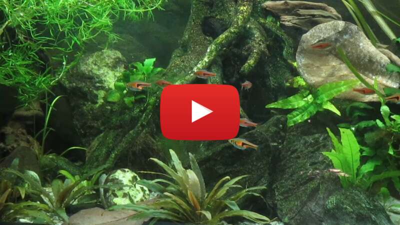 Video 2Fo5AXfA2Qw abspielen