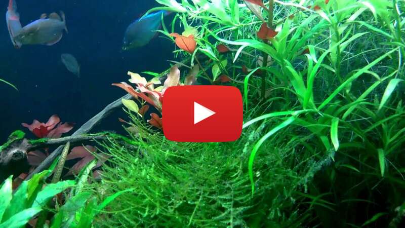 Video 2LWw1N8djQw abspielen