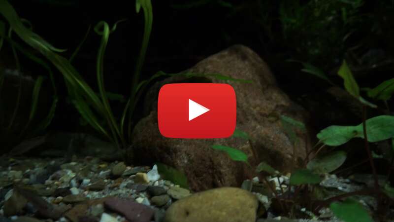 Video 2N-ywZOffOU abspielen