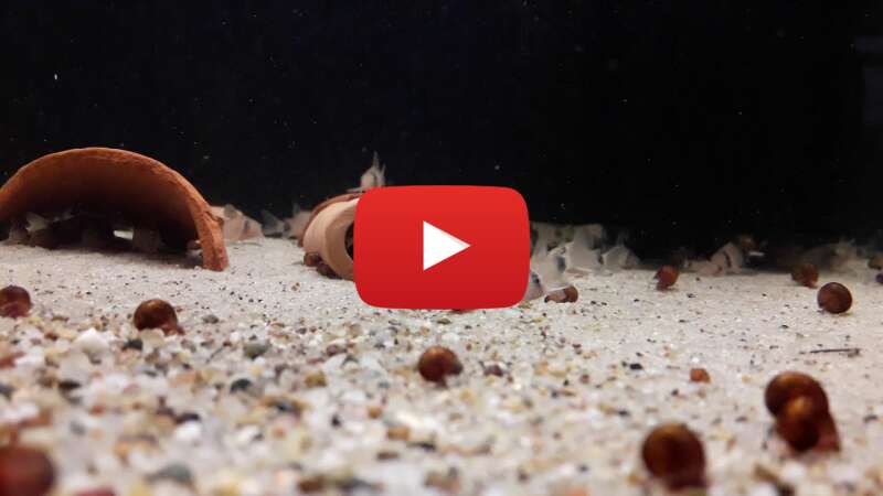 Video 2NO1IRsF_nU abspielen