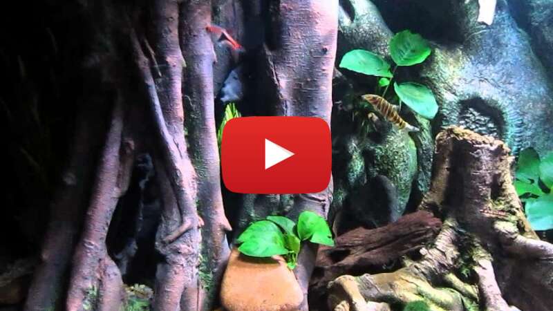 Video 2Rwkg3hexuw abspielen