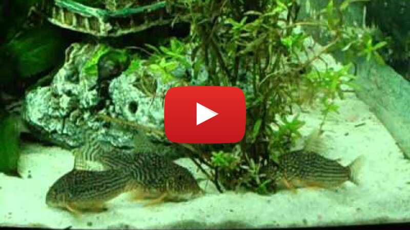 Video 2SW43taMafg abspielen