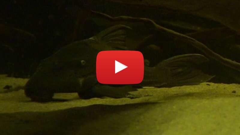 Video 2TCQCFelzz0 abspielen