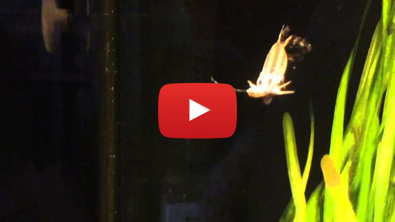 Video 2U5wkbpBEPY abspielen