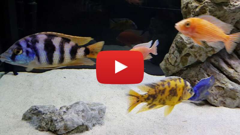 Video 2Uo1vmBD180 abspielen