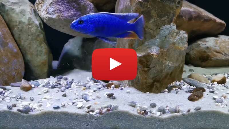 Video 2e0XK967X_k abspielen