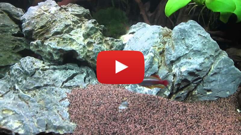 Video 2kLI-cccPe8 abspielen