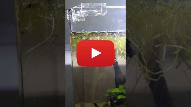 Video 2omYexqj7UQ abspielen