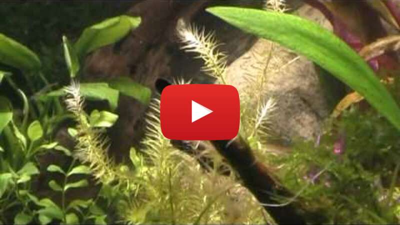 Video 2oqhJYBP9FE abspielen