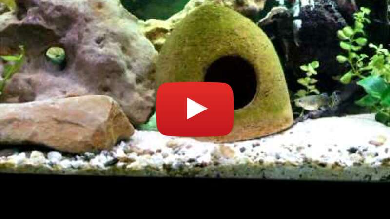 Video 2zM4I1fsSHM abspielen