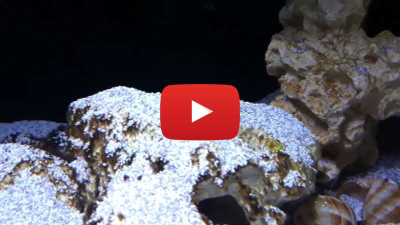 Video 33O2H5syZv0 abspielen