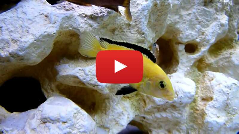 Video 34oOQirwohA abspielen