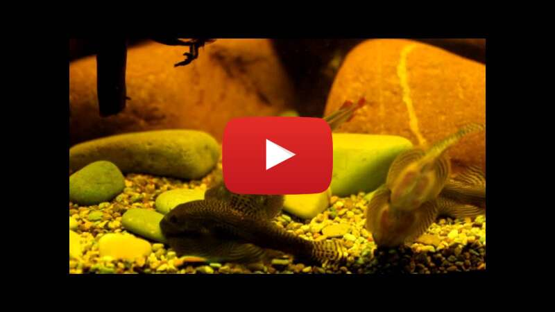 Video 36mrXYoFY5Y abspielen