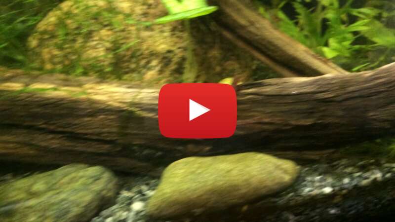 Video 3BcFZYoU-_Y abspielen