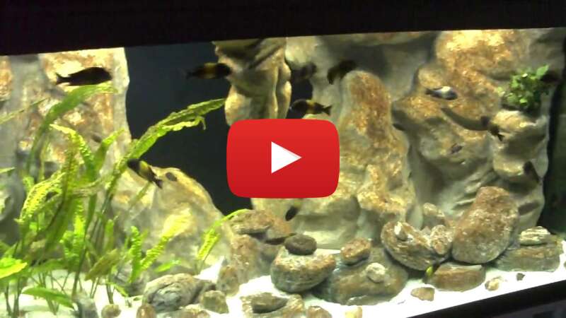 Video 3BwTjRCt7yo abspielen