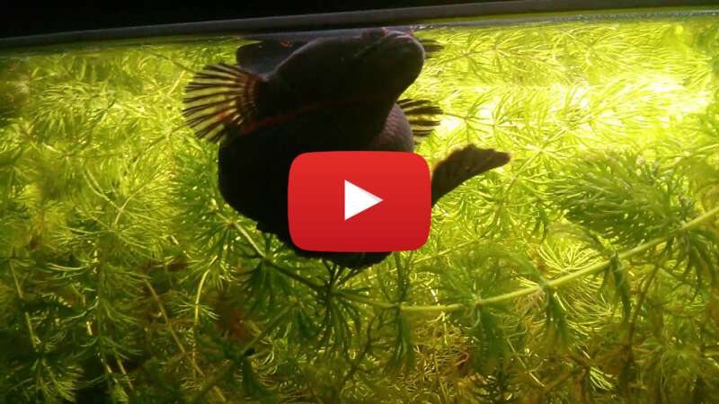 Video 3GYPES1sgtM abspielen