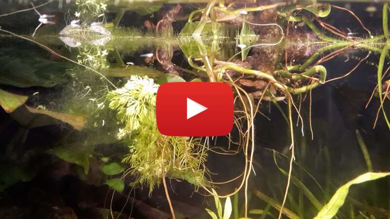 Video 3JEsU9exfew abspielen