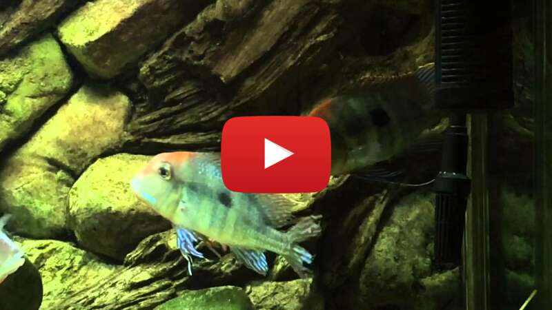 Video 3Lgd9QdHTDs abspielen