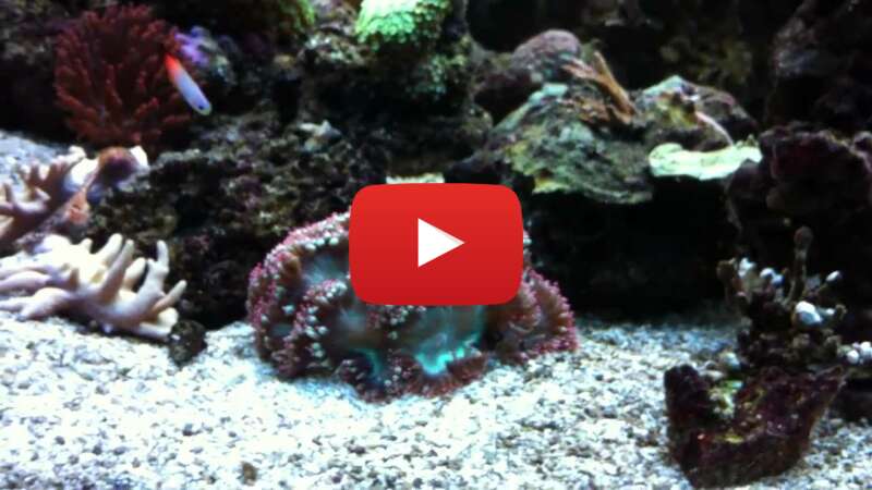 Video 3QBWTZYRNtI abspielen