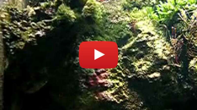 Video 3V0F0y7qoTM abspielen