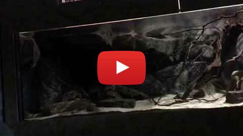 Video 3d9klbAmImA abspielen