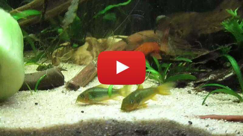 Video 3eo_i1ujJqk abspielen