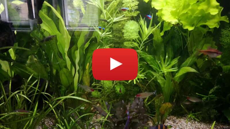 Video 3fQcc44F9Fc abspielen