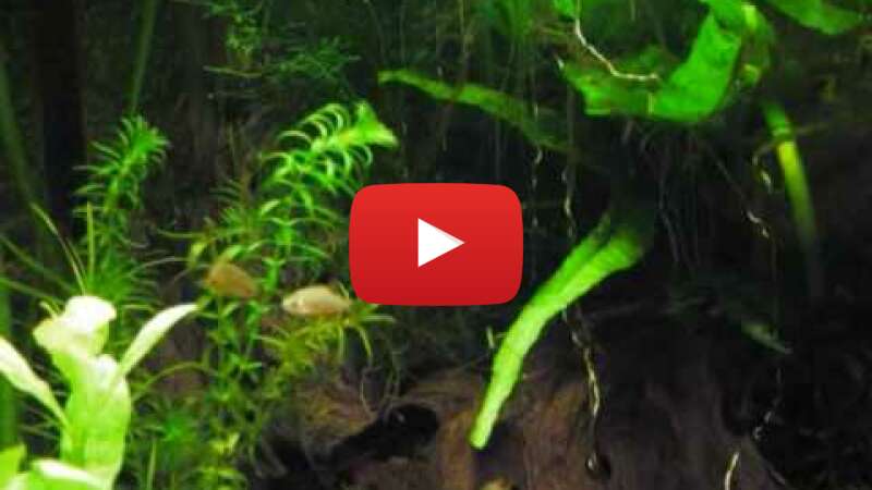 Video 3fURWEtVO10 abspielen