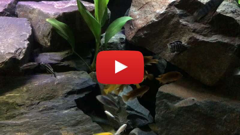 Video 3iX5jOeE5EU abspielen