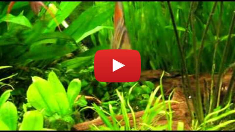 Video 3j7Pdv6F2EI abspielen