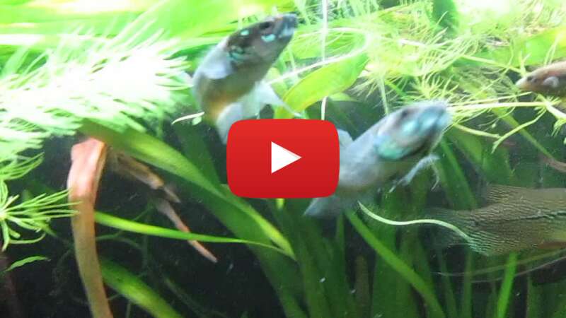 Video 3ji6XnhLFwM abspielen