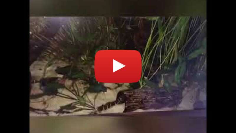 Video 3kTyYhKLFk8 abspielen