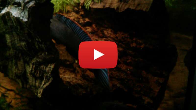 Video 3nupgo5_-wM abspielen