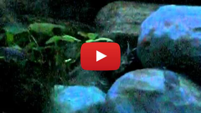 Video 3o_qbkhjZNI abspielen